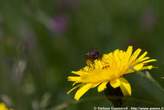 20060615_103304 Taraxacum alpinum - Dente di Leone alpino.jpg